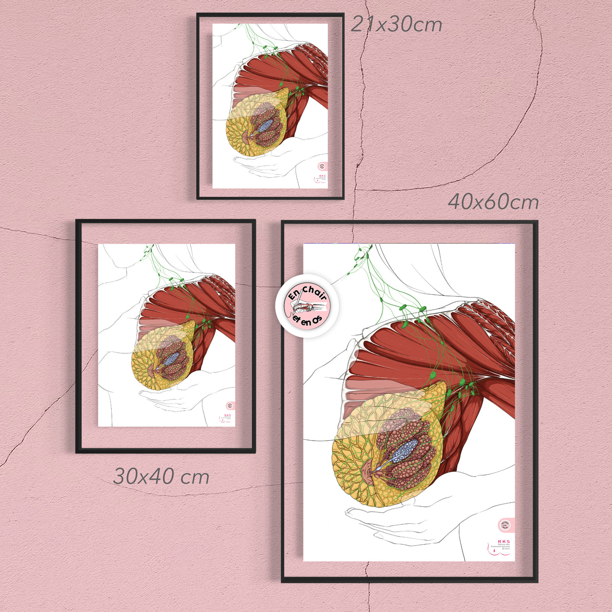 retrouvez l'anatomie du sein à destination des patientes atteint d'un cancer du sein, pour mieux comprendre le systeme lympathiquen