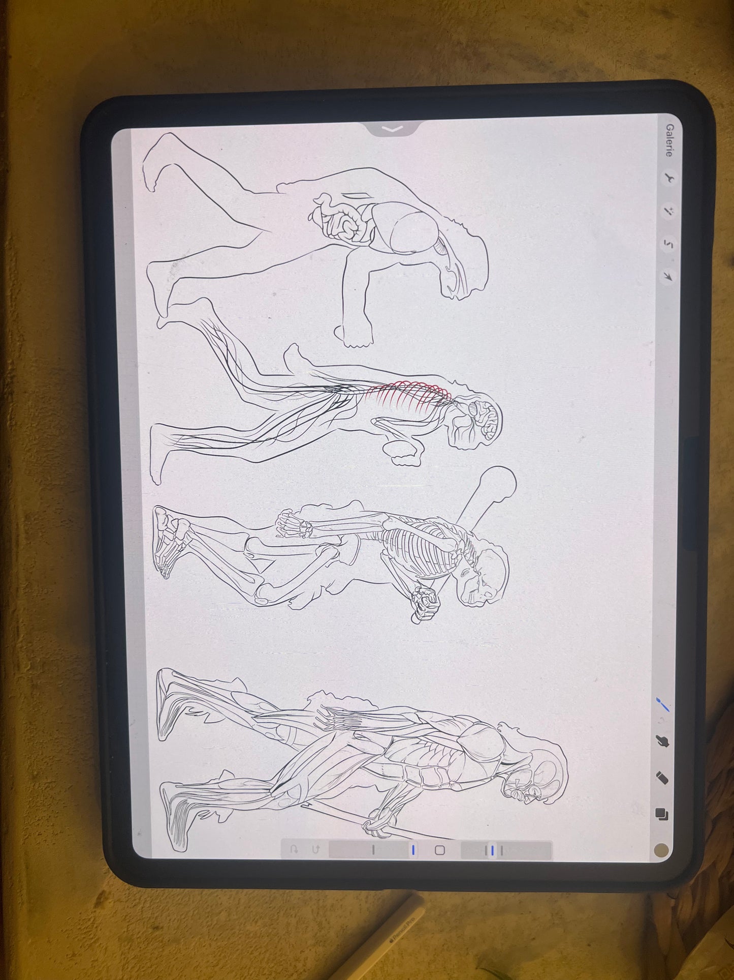 croquis fresque murale anatomique cabinet d'ostéopathie