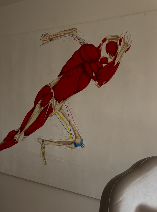 Fresque anatomique sprinteur
