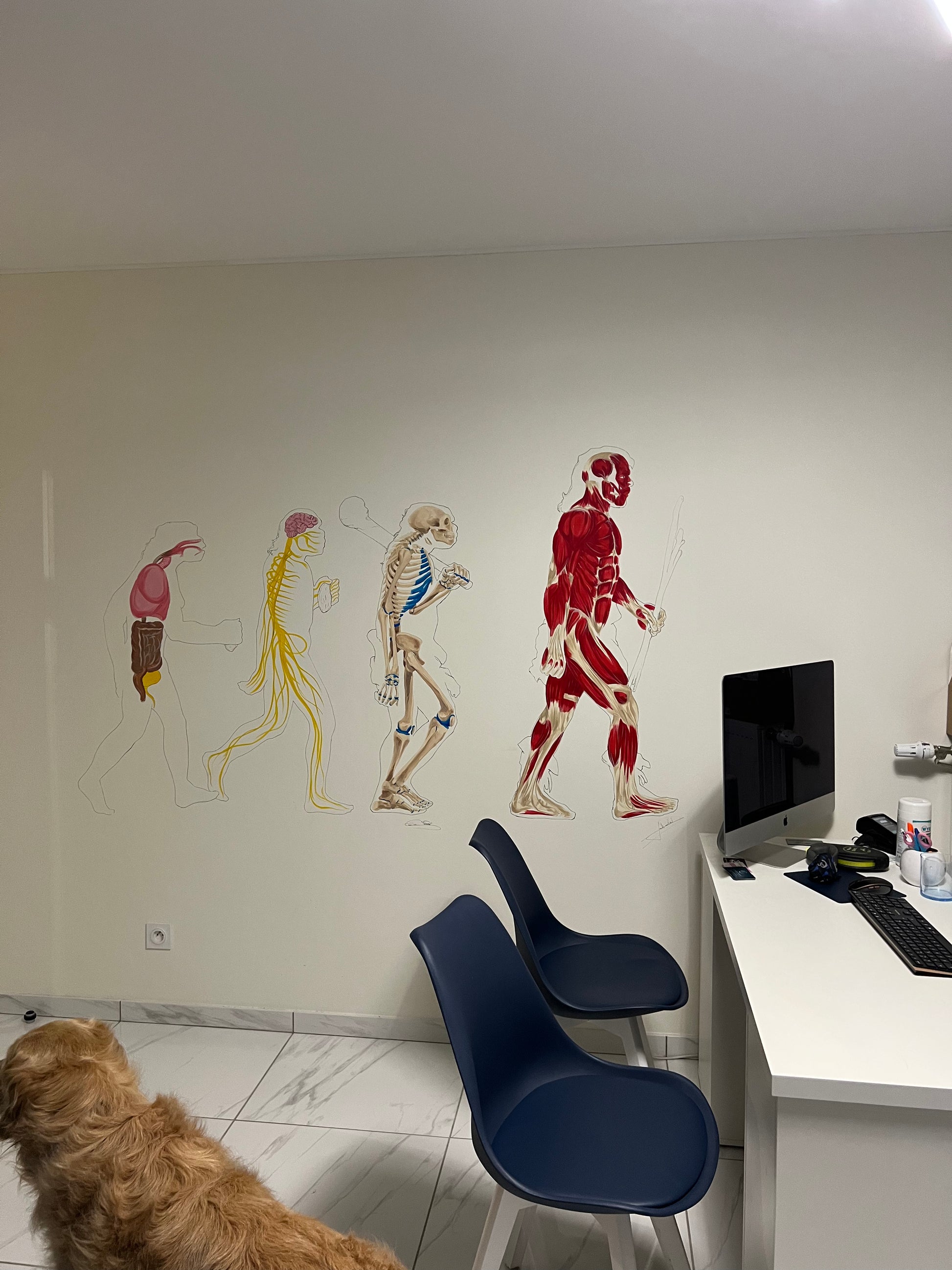 Fresque murale anatomique cabinet d'ostéopathie