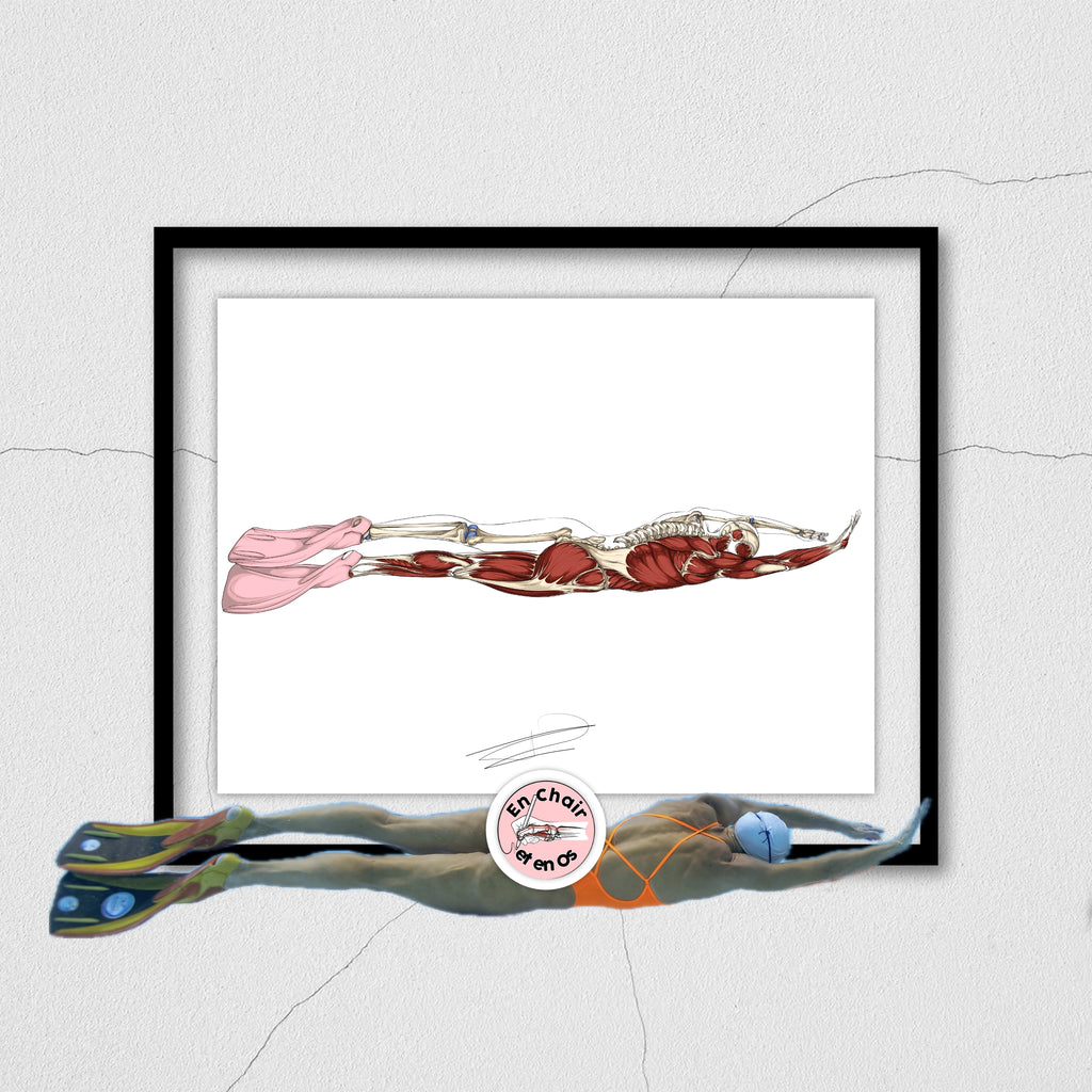 Planche anatomique natation