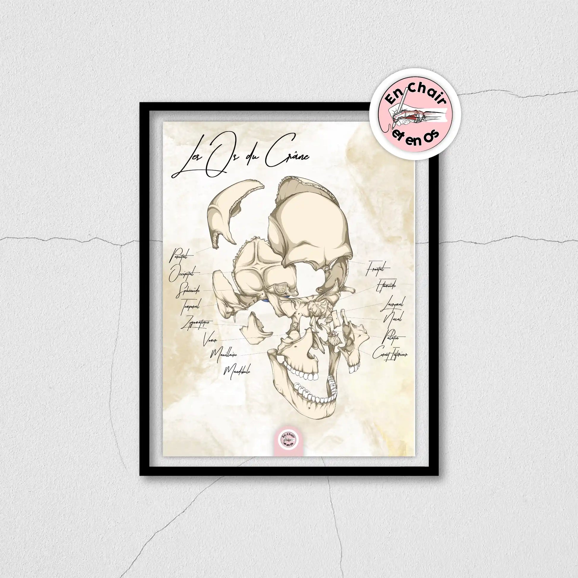 Anatomie os du crâne 