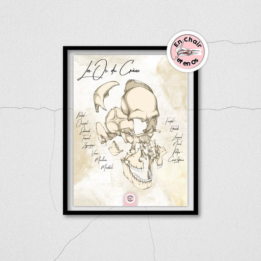 Anatomie os du crâne 