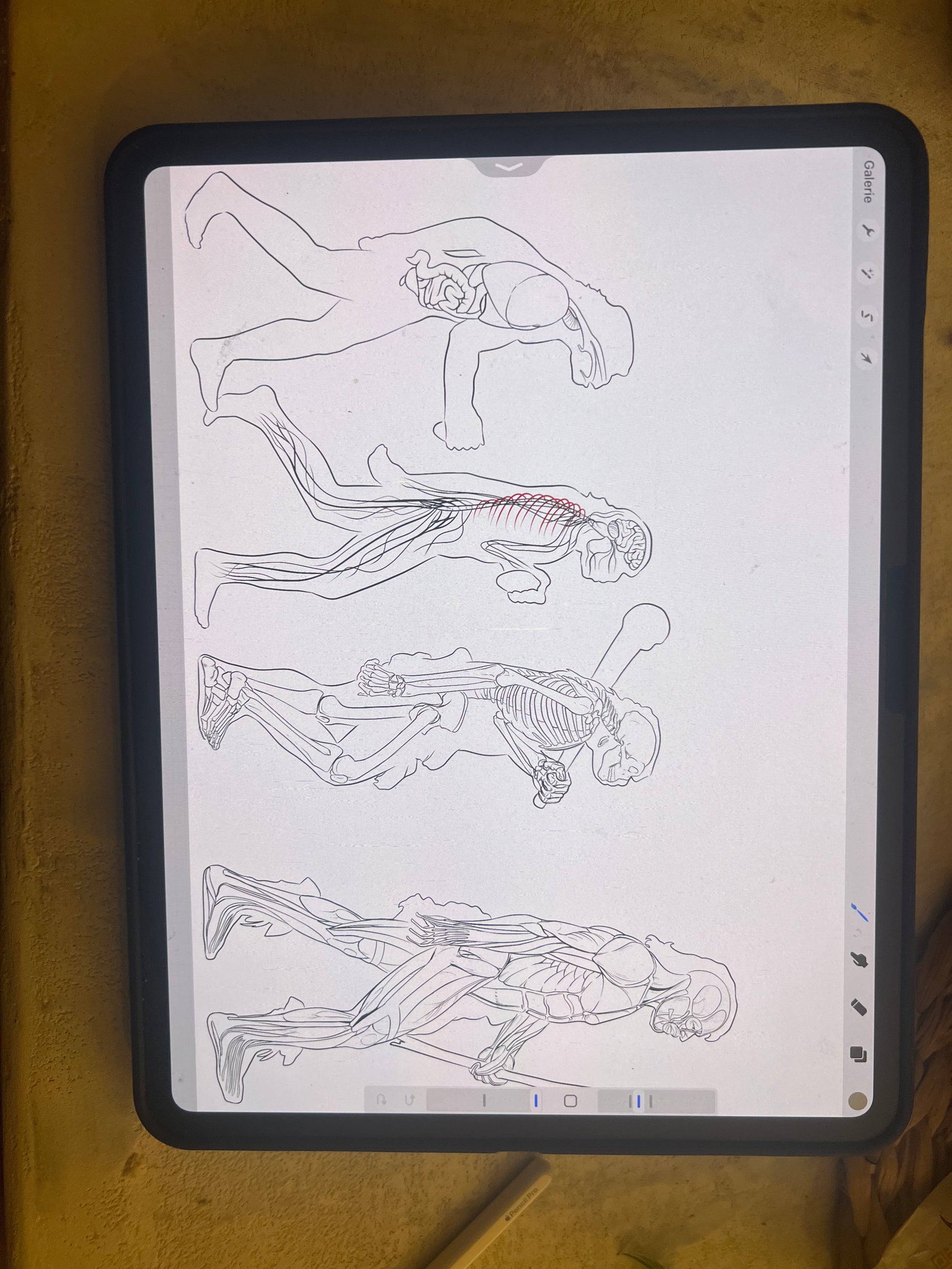 croquis fresque murale anatomique cabinet d'ostéopathie