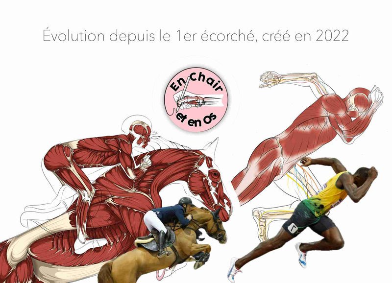 Apprendre l'anatomie, puis la comprendre