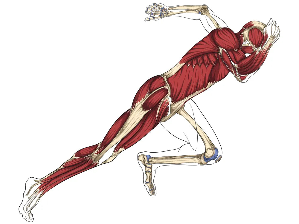 Apprendre l'anatomie, puis la comprendre