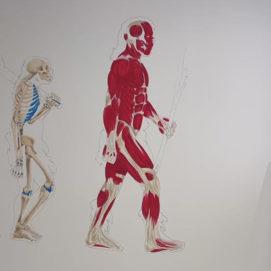 Fresque murale anatomie cabinet d'ostéopathie